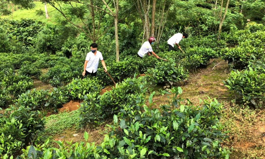 Nông dân xã Tả Củ Tỷ chăm sóc chè.