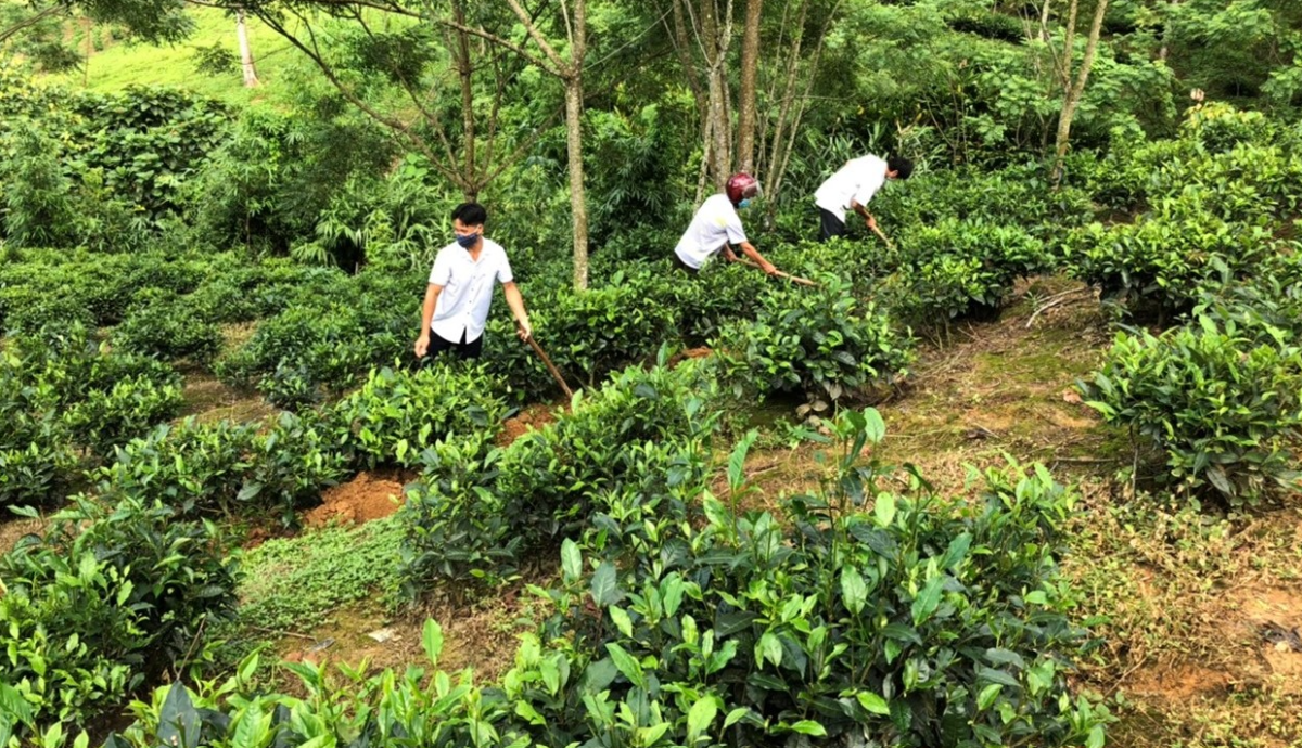 Nông dân xã Tả Củ Tỷ chăm sóc chè.