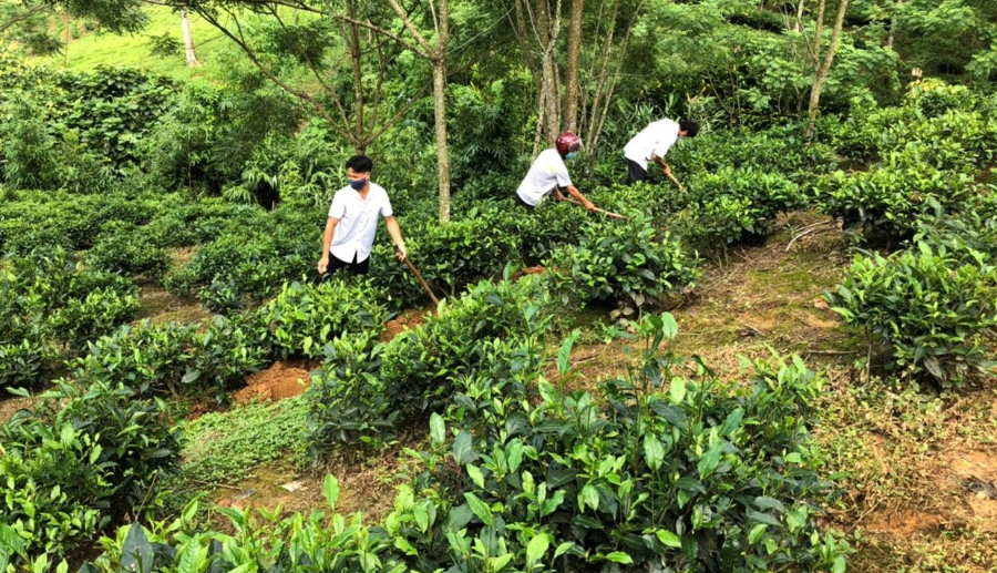 Nông dân xã Tả Củ Tỷ chăm sóc chè.