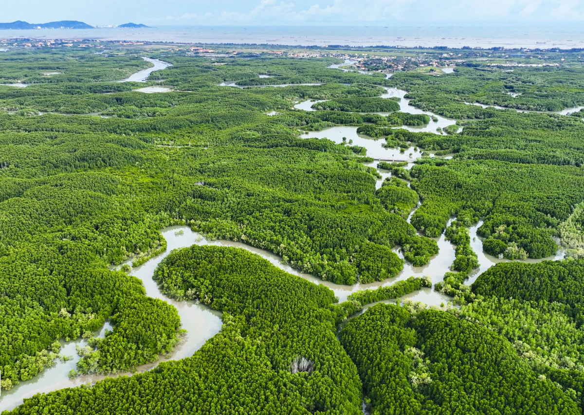 Rừng ngập mặn có khả năng lưu trữ carbon vượt trội hơn so với hầu hết các loại rừng khác. Ảnh minh họa