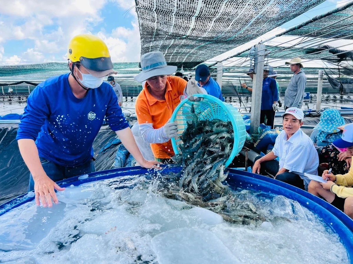 Tỉnh Cà Mau hiện có hơn 420.000 ha đất nuôi tôm, được mệnh danh là “thủ phủ” nghề nuôi tôm cả nước. Ảnh: Trọng Linh