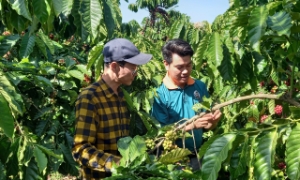 Không chỉ giúp hoàn thiện hệ thống quản trị nội bộ, VSS còn mang lại lợi ích thực tế trong hoạt động xuất khẩu, đặc biệt là với ngành nông nghiệp