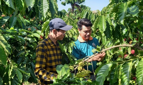 Thực hành tiêu chuẩn bền vững tự nguyện sẽ đưa nông sản Việt vào “luồng xanh” xuất khẩu