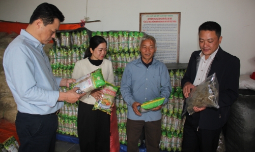 Củ đao giềng rớt giá, xã Quy Mông tìm “lối thoát” cho nông dân 