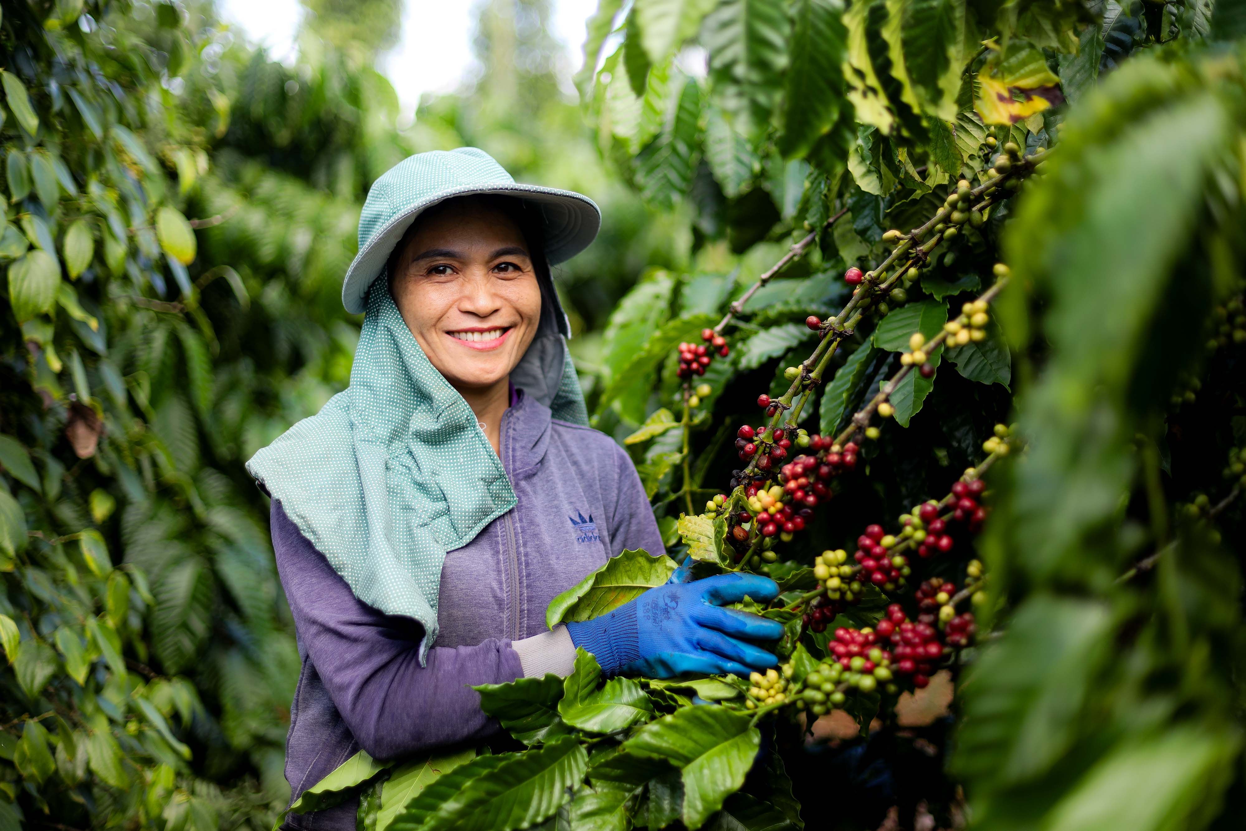 Được triển khai tại Việt Nam từ 2011, chương trình NCP đã giúp cải thiện sinh kế cho người nông dân, tạo tác động tích cực đối với môi trường.