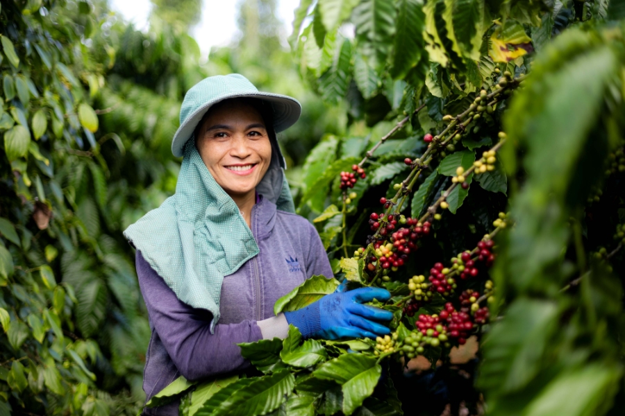 Được triển khai tại Việt Nam từ 2011, chương trình NCP đã giúp cải thiện sinh kế cho người nông dân, tạo tác động tích cực đối với môi trường.