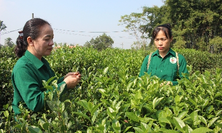 Toàn bộ vùng nguyên liệu của Hợp tác xã chè Hảo Đạt được quản lý thông qua liên kết với người dân, Ảnh: Chu Khôi.