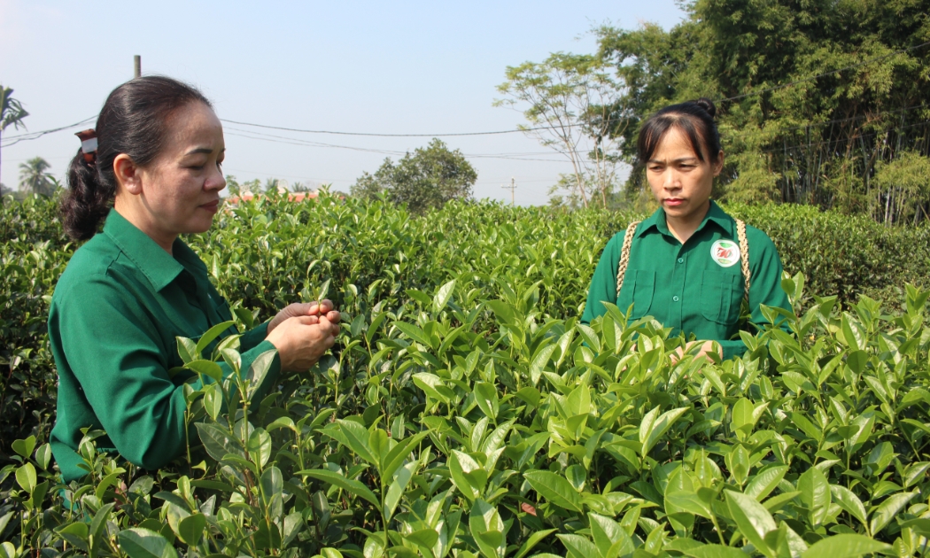 Toàn bộ vùng nguyên liệu của Hợp tác xã chè Hảo Đạt được quản lý thông qua liên kết với người dân, Ảnh: Chu Khôi.