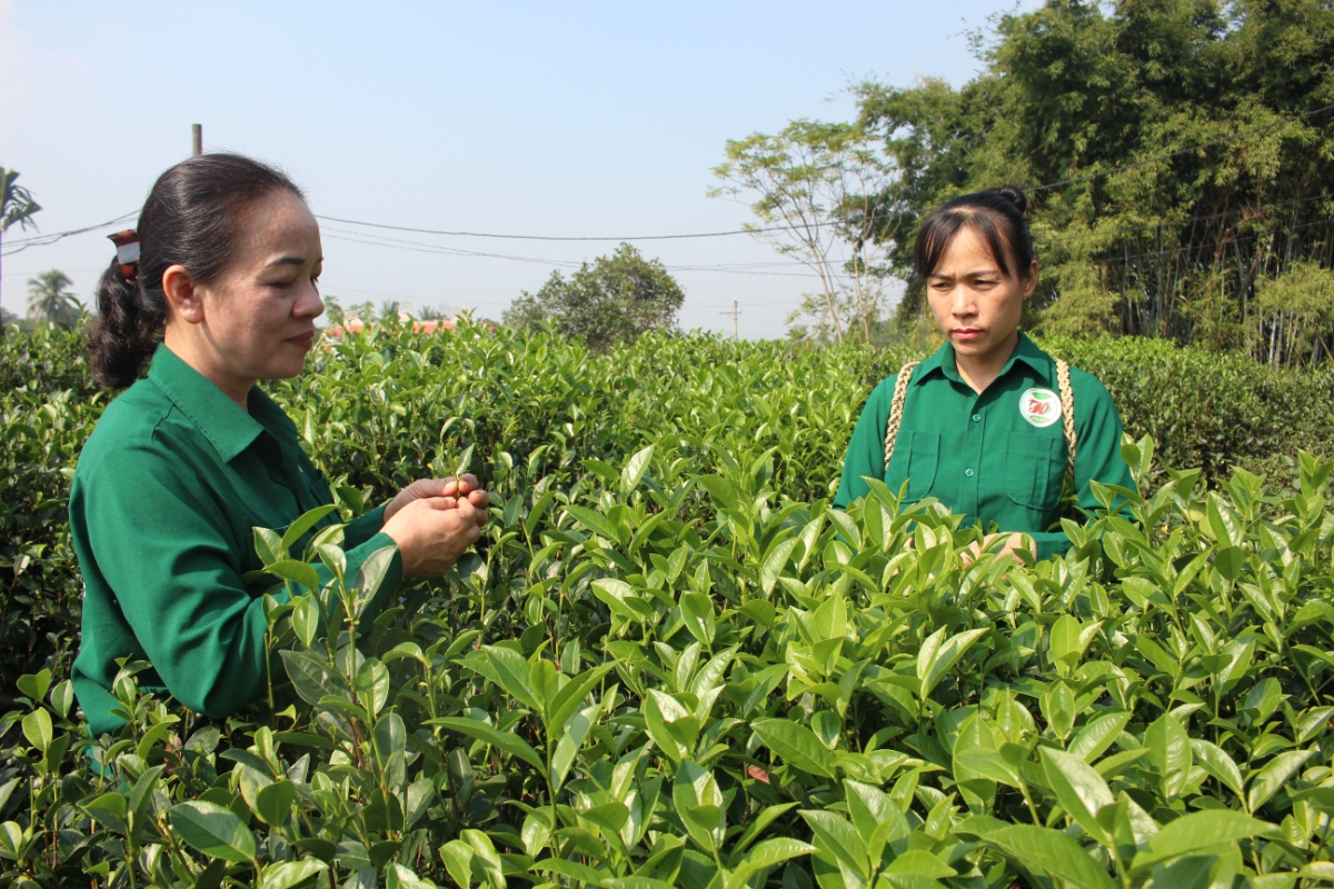 Toàn bộ vùng nguyên liệu của Hợp tác xã chè Hảo Đạt được quản lý thông qua liên kết với người dân, Ảnh: Chu Khôi.