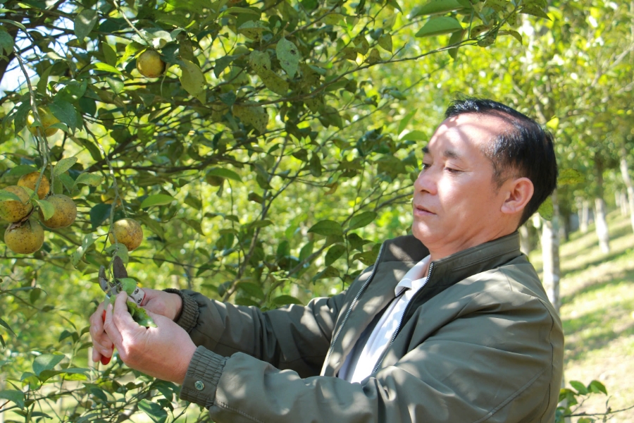 Ông Tặng Văn Lai, Trưởng bản Suối Tút, bên vườn cam do gia đình tiên phong trồng thử nghiệm.