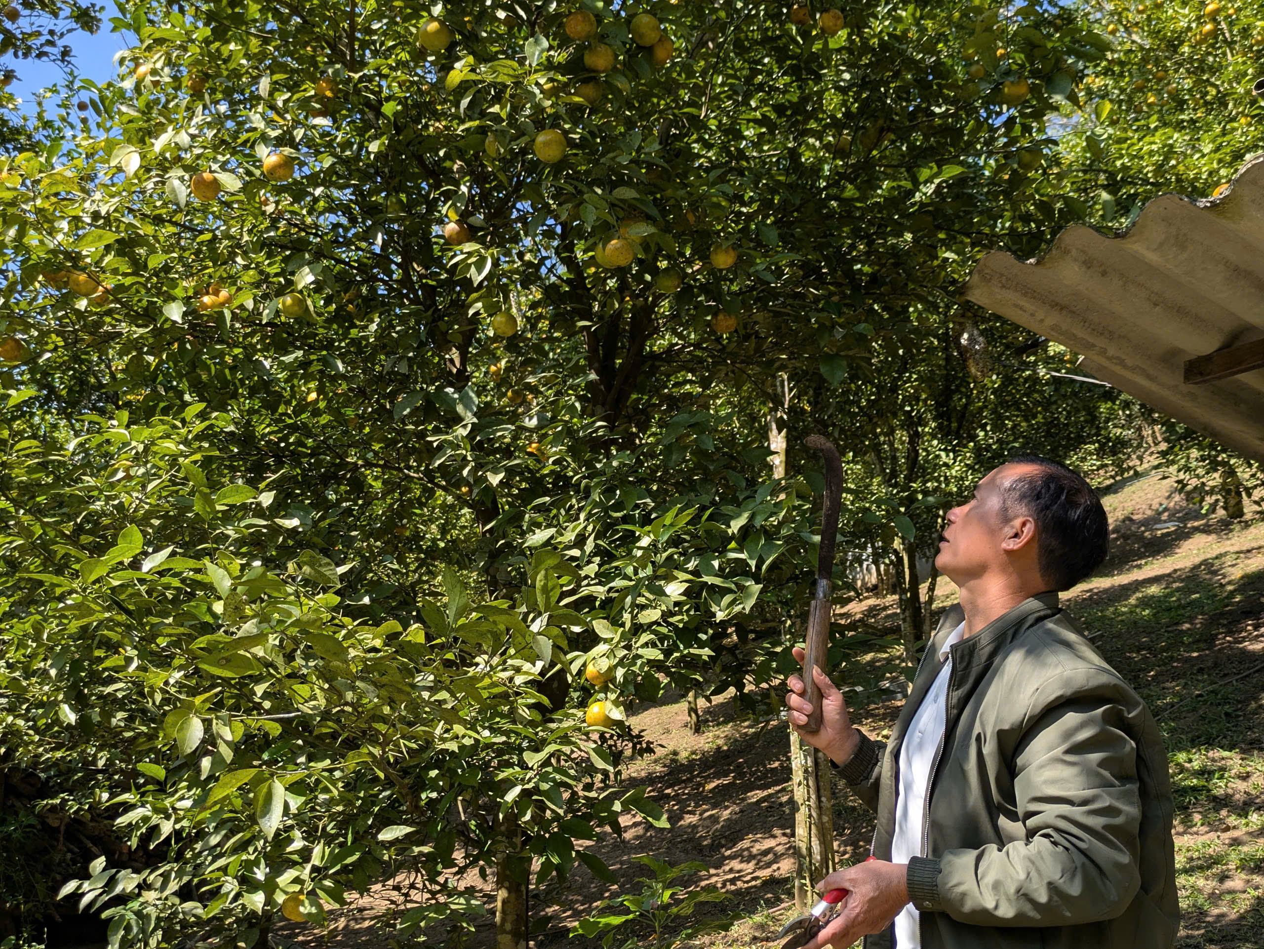 Trồng cam giúp người dân có việc làm ổn định ngay tại bản, không phải đi làm ăn xa.