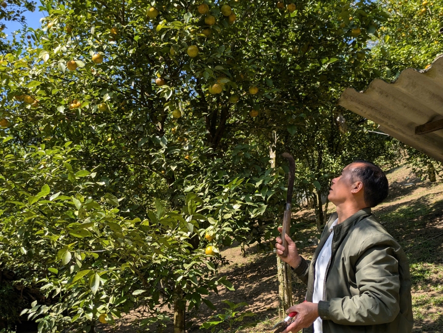 Trồng cam giúp người dân có việc làm ổn định ngay tại bản, không phải đi làm ăn xa.