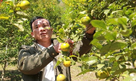 Cam Lào bén rễ, sinh trưởng tốt trên đất dốc sỏi đá vùng biên giới Quang Chiểu.