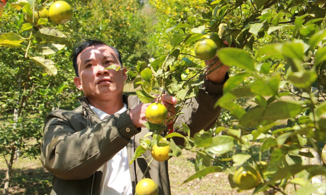 Trồng cam trên đất khó, bản nghèo Suối Tút dần khởi sắc