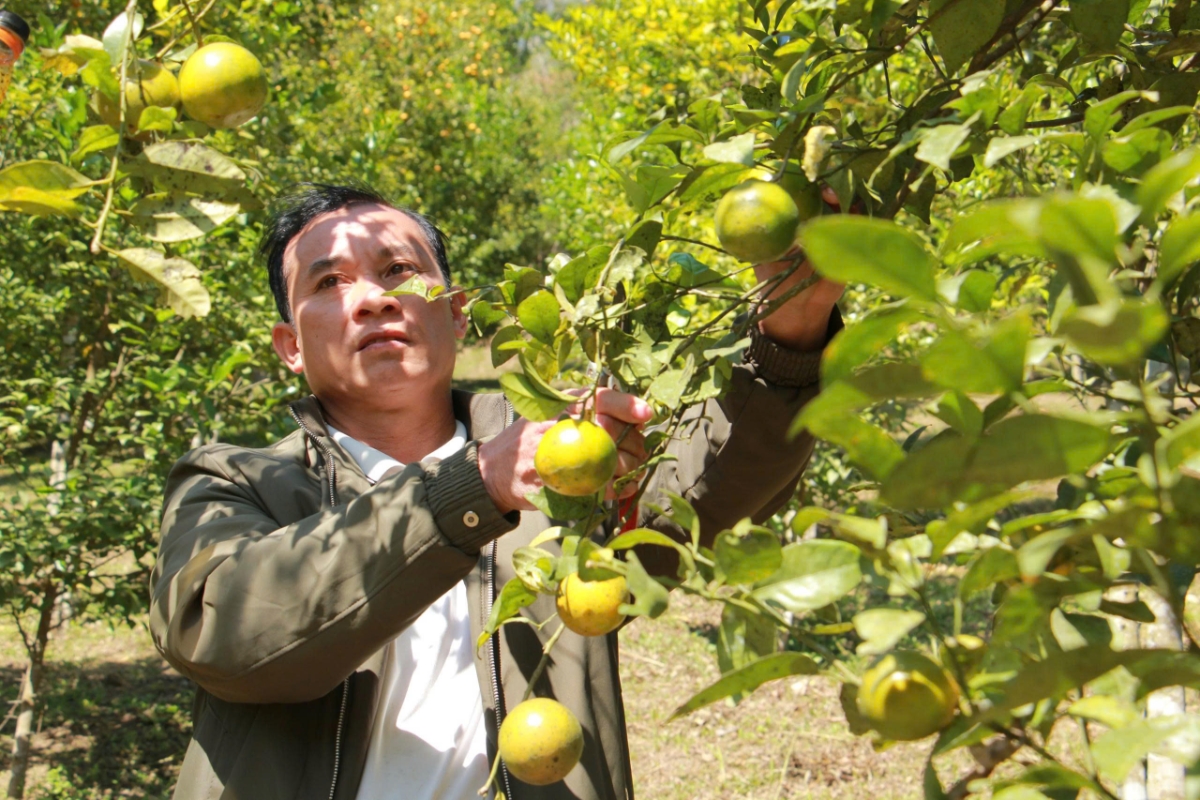Cam Lào bén rễ, sinh trưởng tốt trên đất dốc sỏi đá vùng biên giới Quang Chiểu.