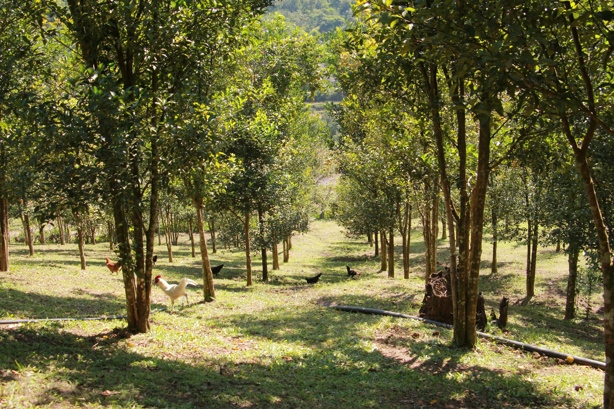 Những sườn đồi từng chỉ trồng ngô nay phủ xanh bởi những vườn cam ở bản Suối Tút.