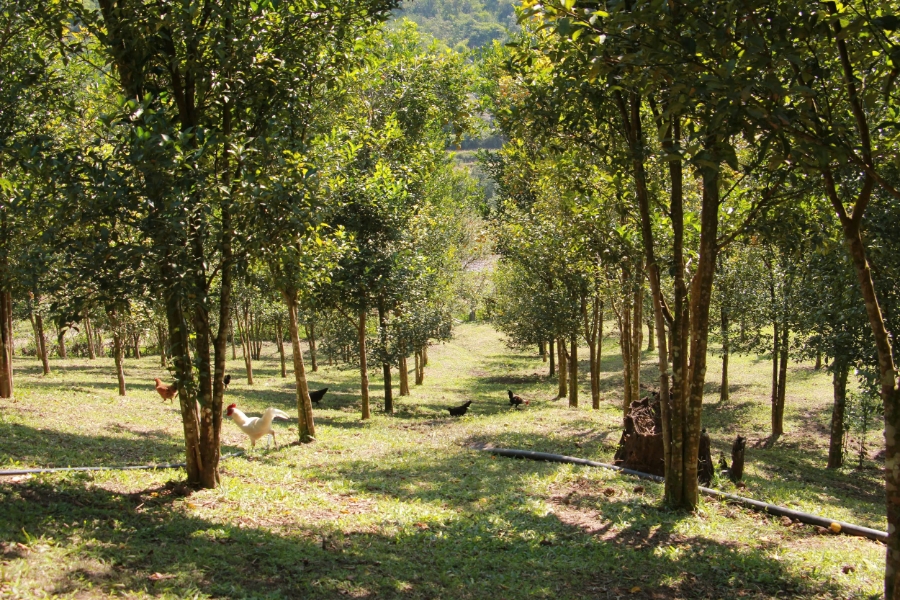Những sườn đồi từng chỉ trồng ngô nay phủ xanh bởi những vườn cam ở bản Suối Tút.