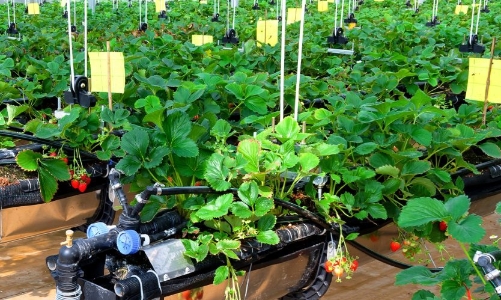 Towards a circular agriculture