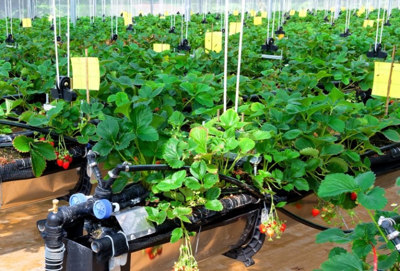 Towards a circular agriculture