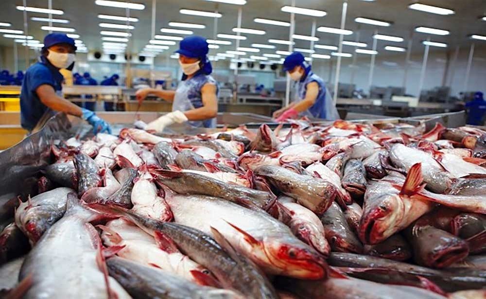 Xuất khẩu cá tra sang thị trường Mercosur đang có những bước tiến vượt bậc nhờ việc đẩy mạnh đàm phán Hiệp định Thương mại Tự do Việt Nam - Mercosur.