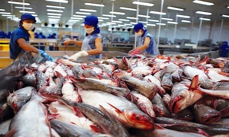 Xuất khẩu cá tra sang thị trường Mercosur đang có những bước tiến vượt bậc nhờ việc đẩy mạnh đàm phán Hiệp định Thương mại Tự do Việt Nam - Mercosur.