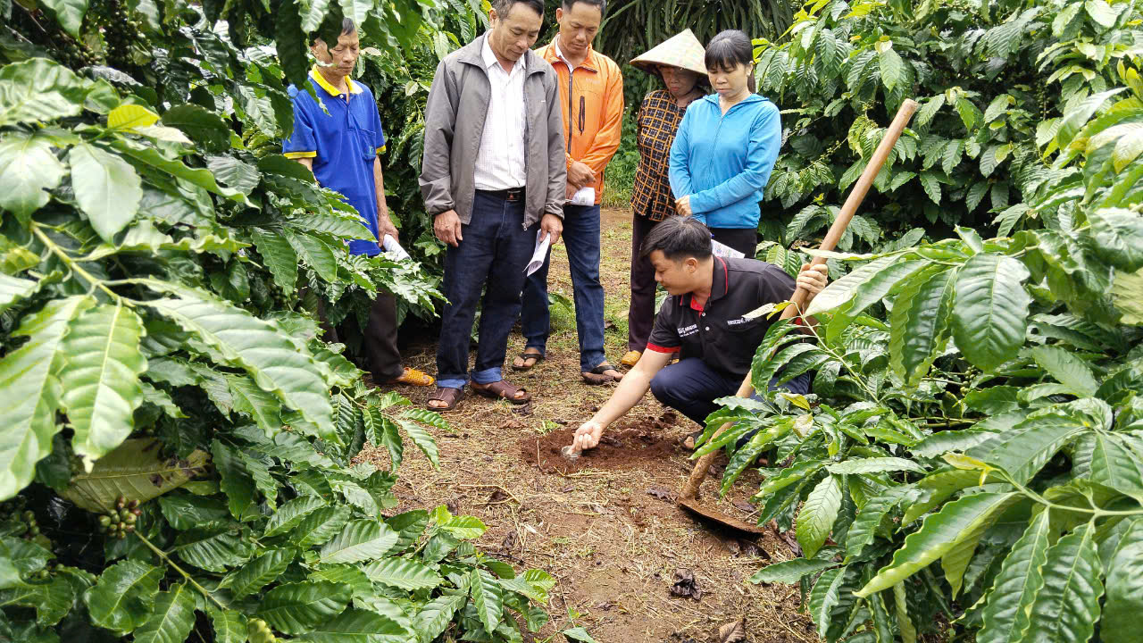 Nestlé đang triển khai nhiều chương trình hỗ trợ nông dân trồng cà phê theo hướng canh tác bền vững.