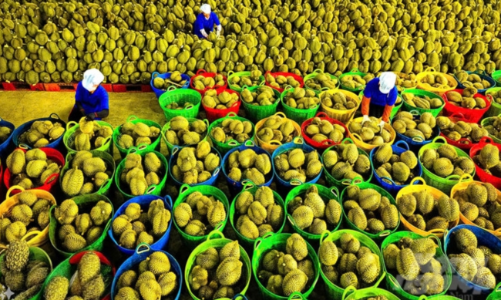 Xuất khẩu rau quả đạt 8,2 tỷ USD tính đến giữa tháng 12, tăng gần 20% so với năm 2024