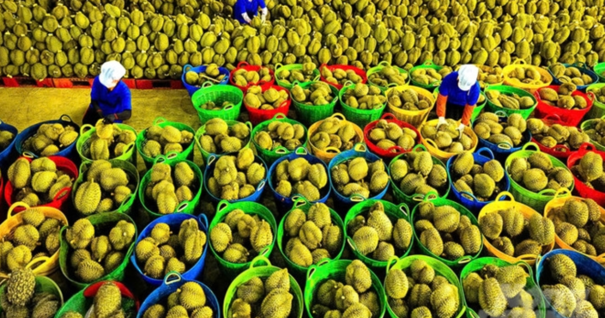 Xuất khẩu rau quả đạt 8,2 tỷ USD tính đến giữa tháng 12, tăng gần 20% so với năm 2024