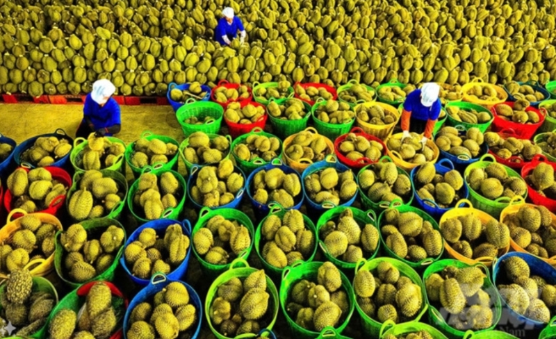 2025 fruit and vegetable exports expected at $8.59 bln