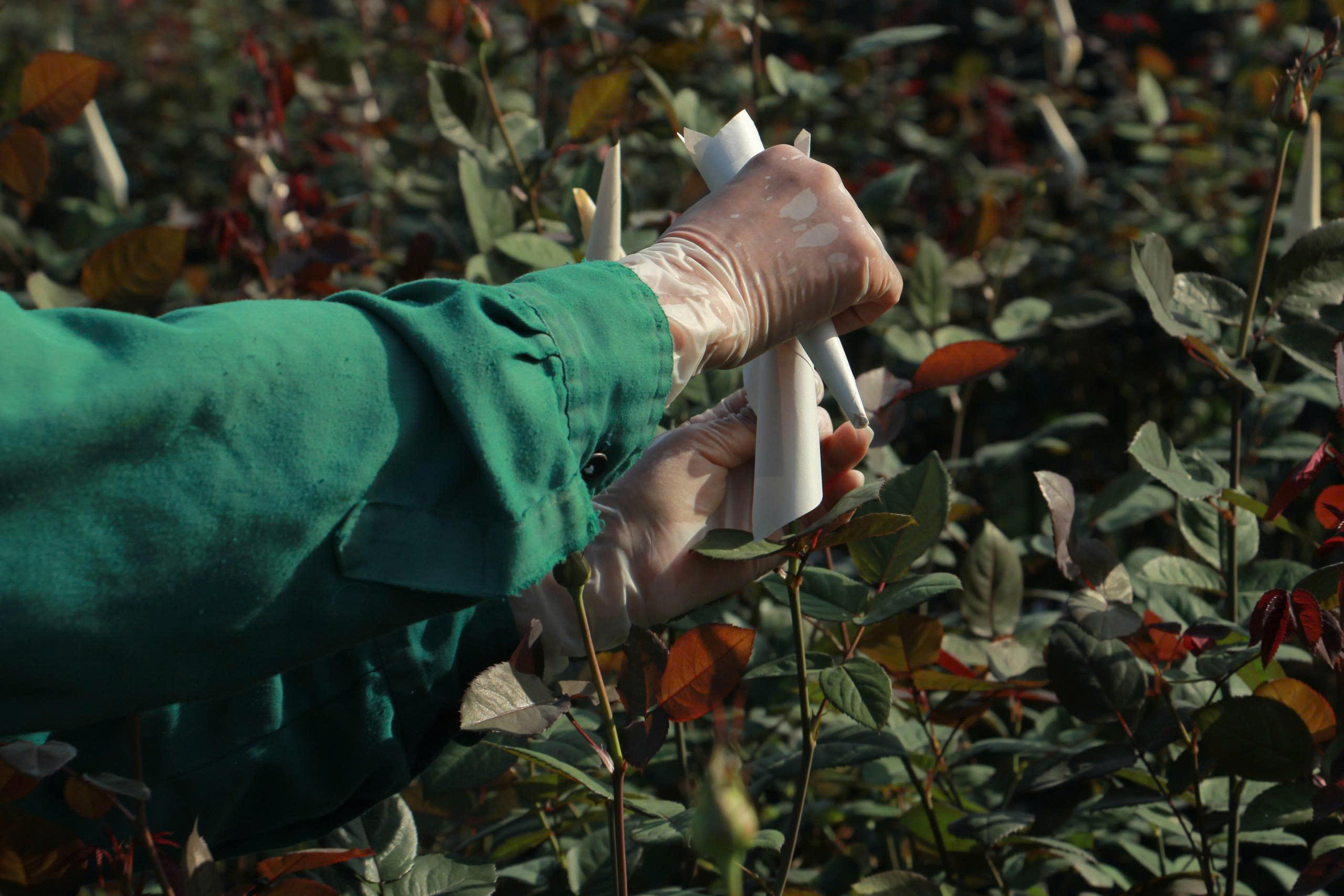 Người trồng hoa tỉ mỉ 