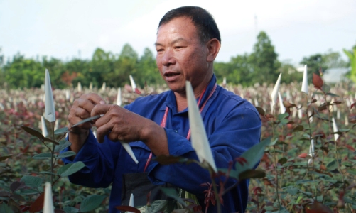 Nhịp lao động hối hả tại “vựa hoa” lớn nhất xứ Thanh khi bước vào vụ Tết