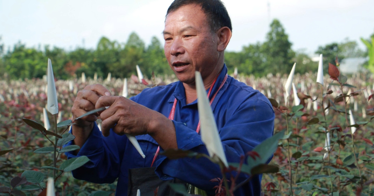 Nhịp lao động hối hả tại “vựa hoa” lớn nhất xứ Thanh khi bước vào vụ Tết