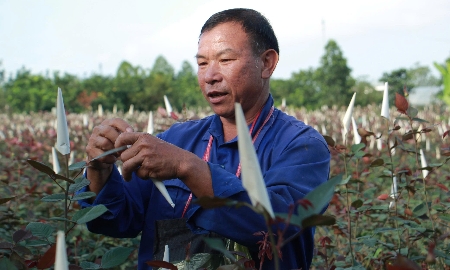 Ông Nguyễn Xuân Phong một chủ vườn đang