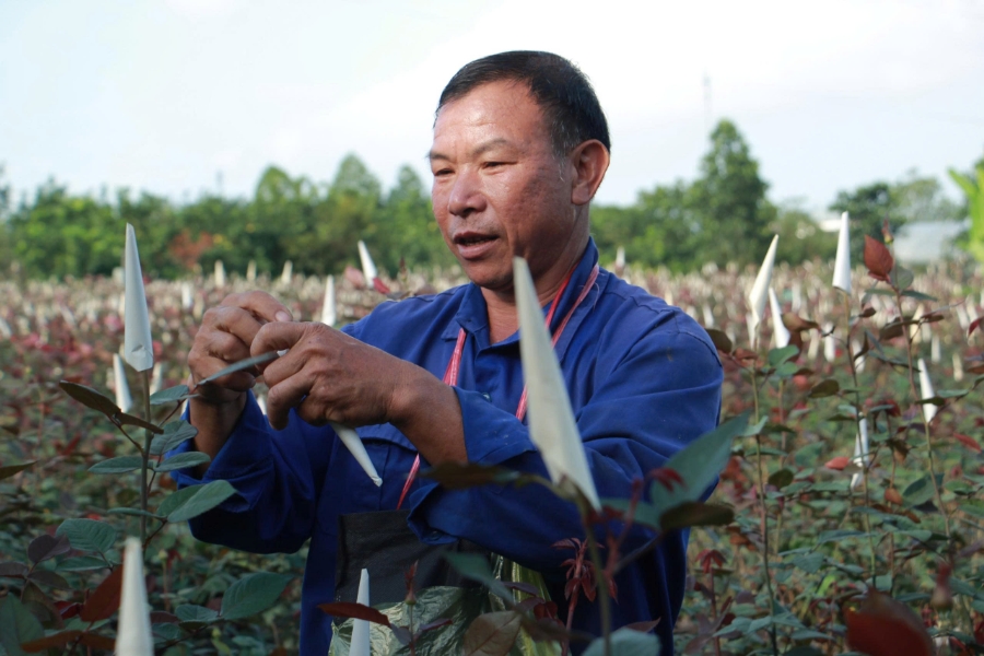 Ông Nguyễn Xuân Phong một chủ vườn đang "khoác áo" cho những cho vườn hồng của gia đình.