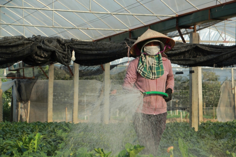 Nhà lưới được đầu tư bài bản để giảm rủi ro thời tiết