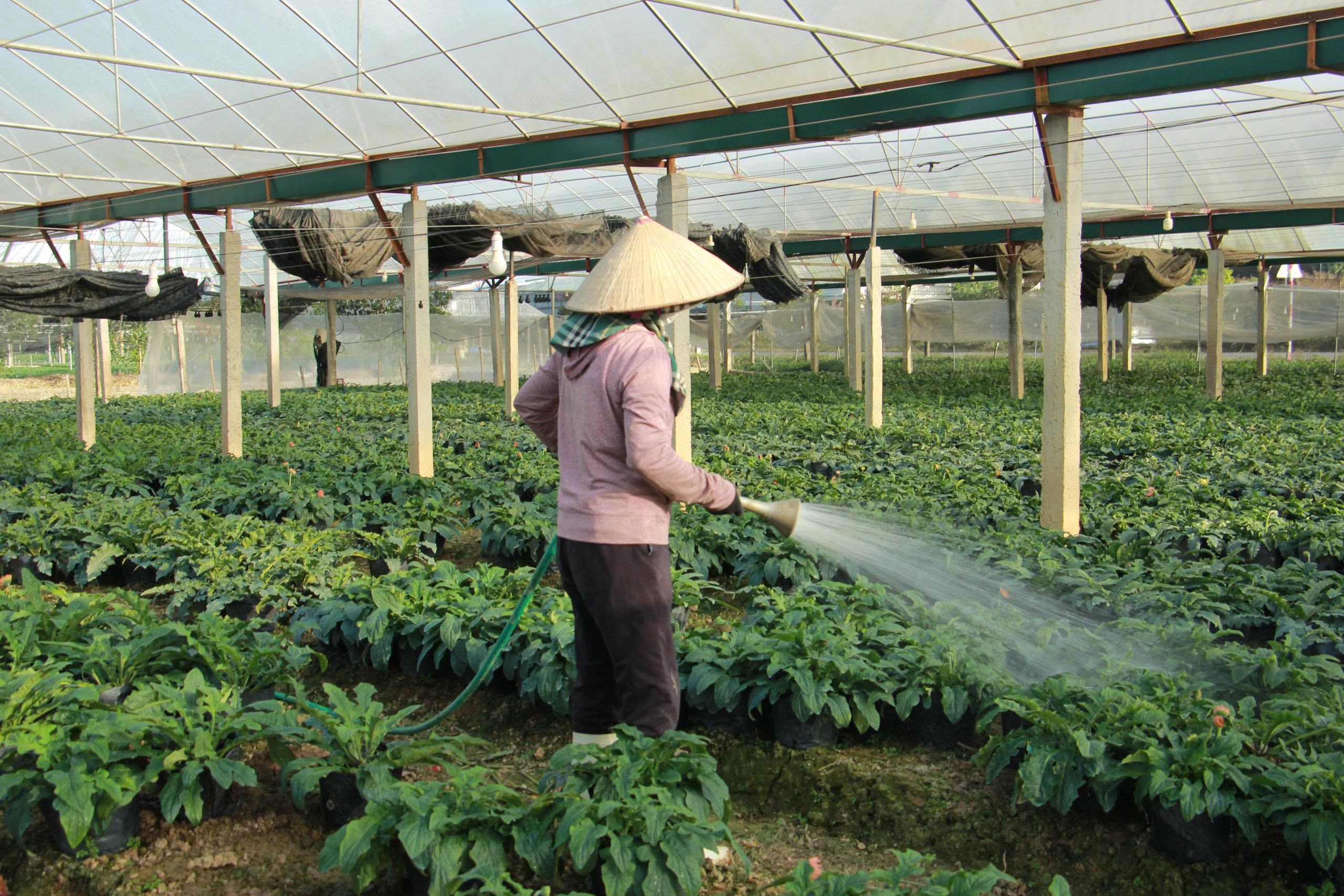 Người dân tất bật làm đất, tưới nước cho từng luống hoa