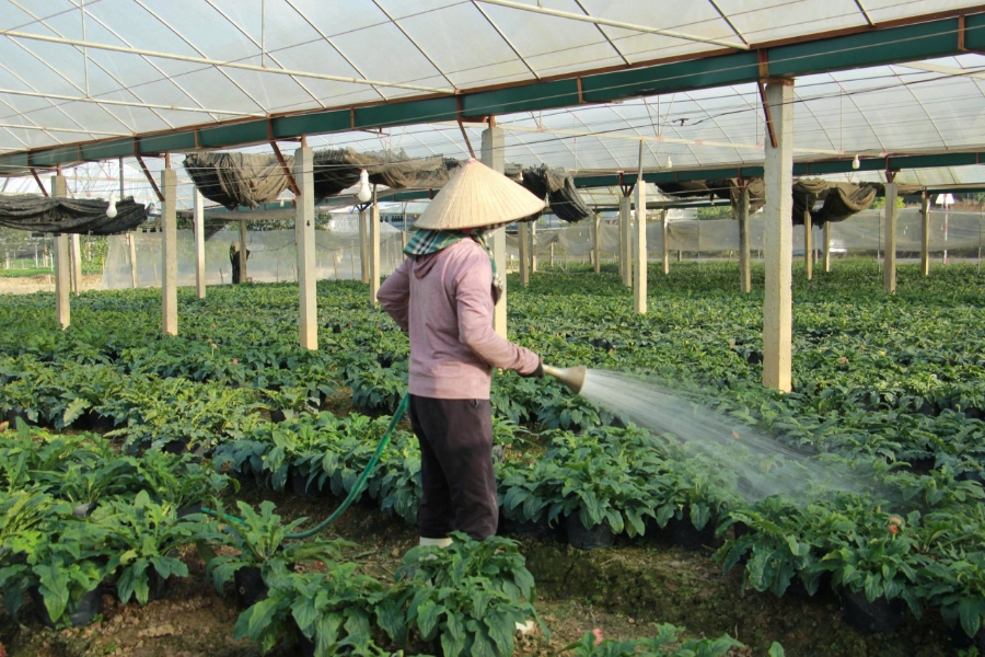 Người dân tất bật làm đất, tưới nước cho từng luống hoa