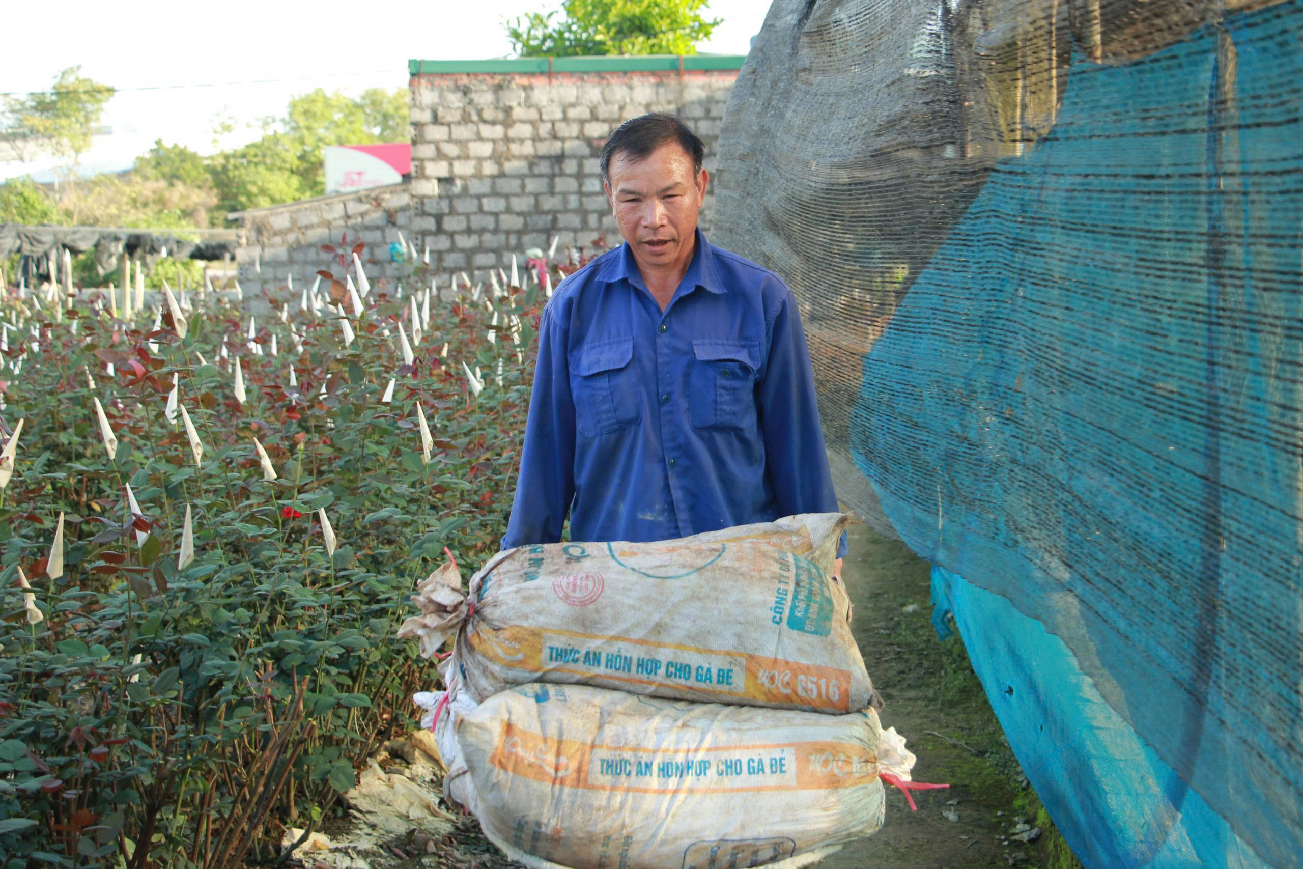 Thời điểm này, các chủ tất bật chăm bón cho cây 