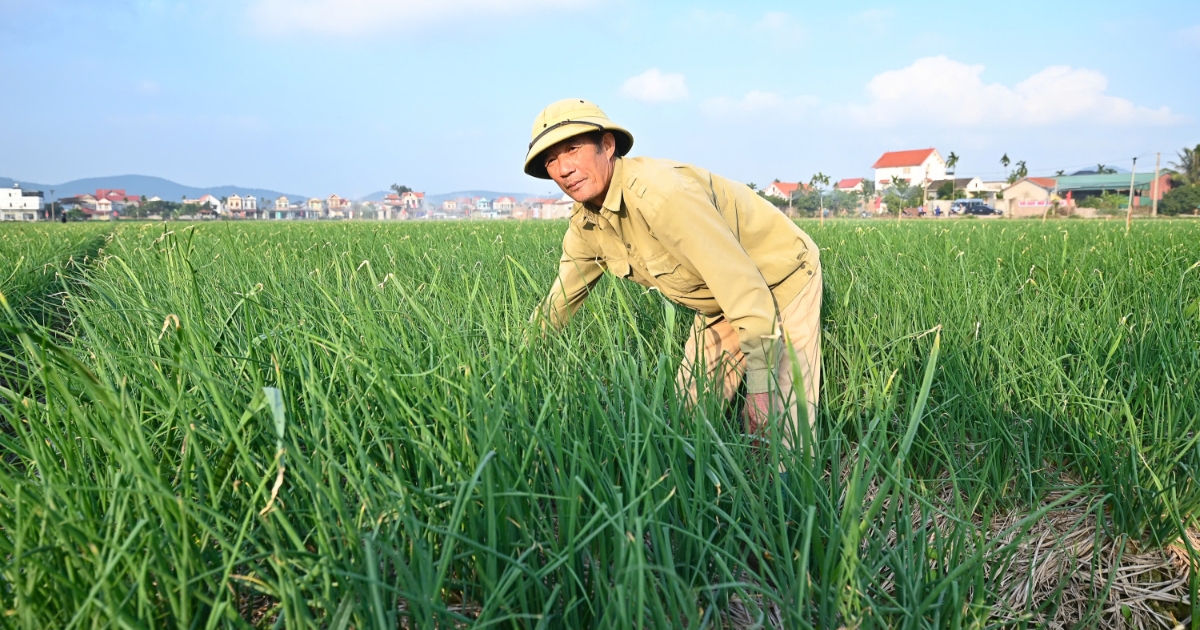 Vụ Đông: “Đòn bẩy” nâng giá trị nông sản vùng đồng bằng sông Hồng