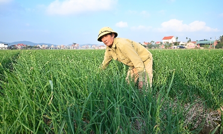Nông dân Hải Phòng chăm sóc hành tỏi.