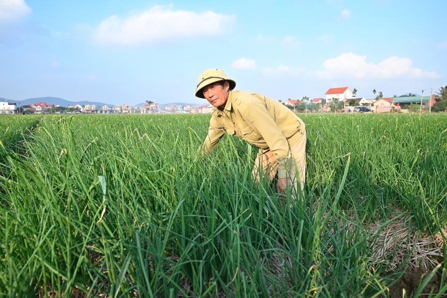 Nông dân Hải Phòng chăm sóc hành tỏi. 