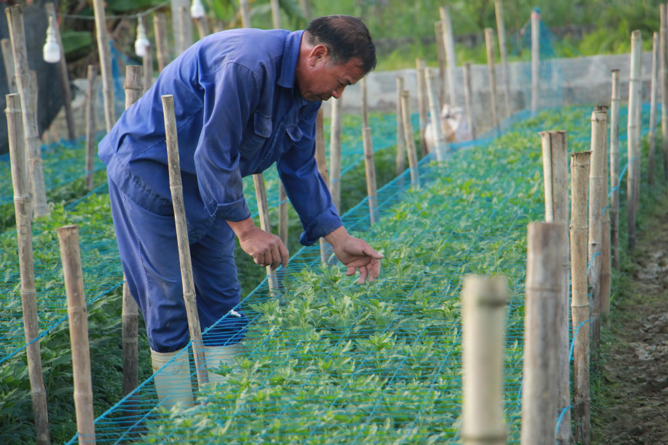 Luống hoa cúc được chăm sóc kỹ để bảo đảm nở đúng dịp tết