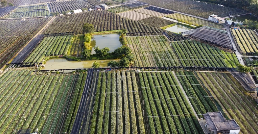 Toàn cảnh làng hoa Đông Cương nhìn từ trên cao những ngày vào vụ tết