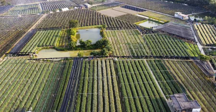 Toàn cảnh làng hoa Đông Cương nhìn từ trên cao những ngày vào vụ tết