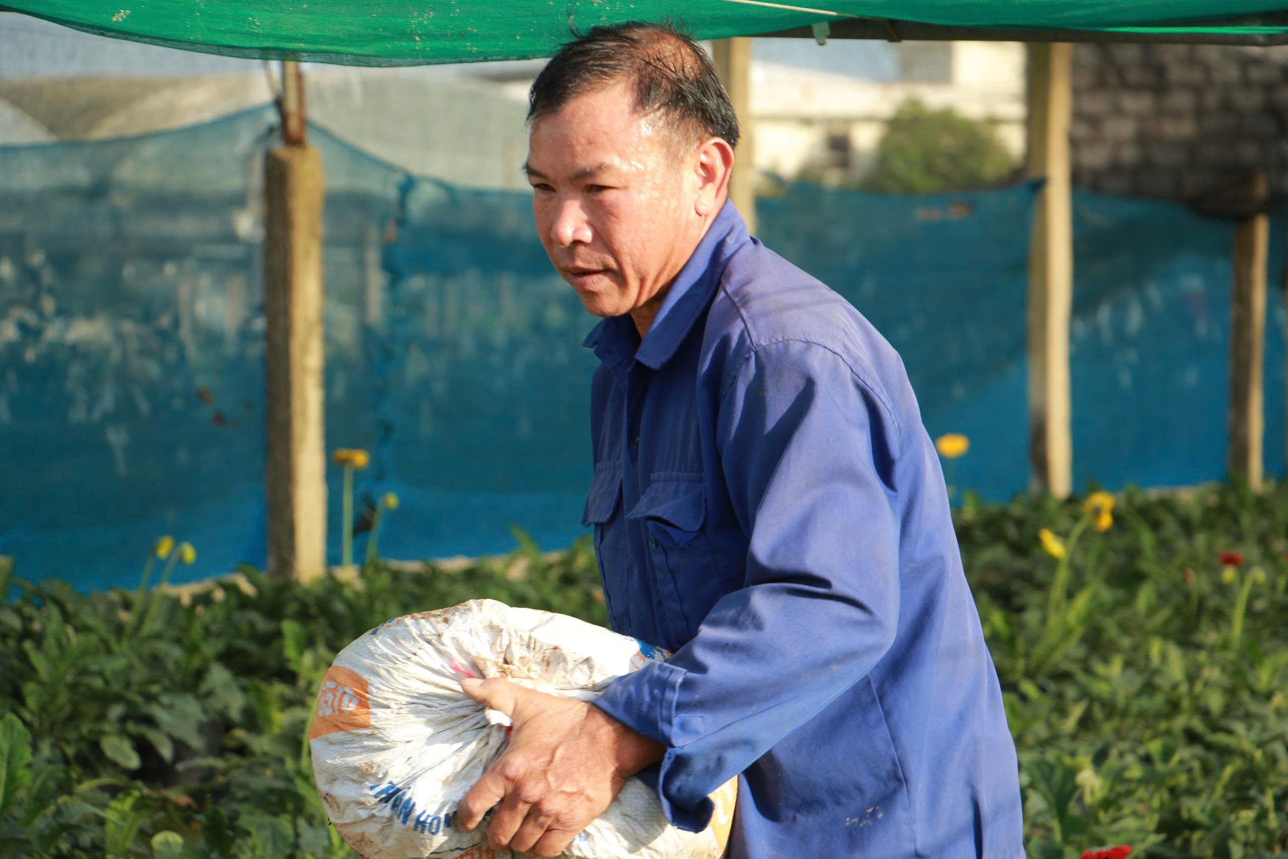 Người trồng hoa Đông Cương kỳ vọng vụ tết thắng lợi