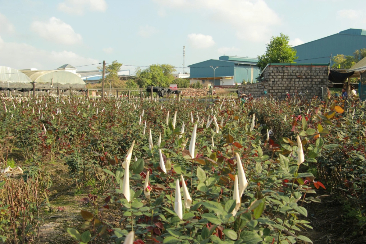 Đông Cương vào vụ, sắc xuân đang dần hình thành trên những thửa ruộng hoa