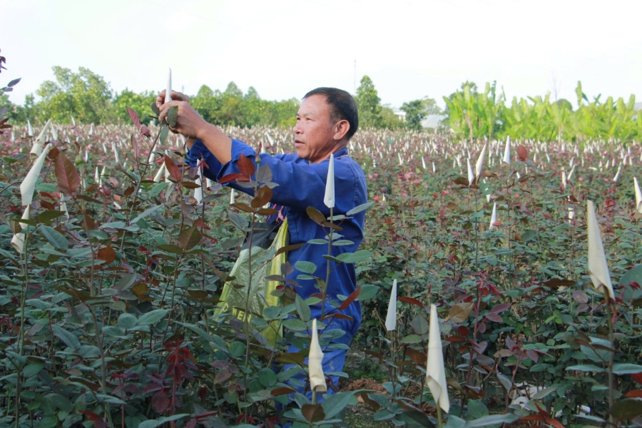 Mỗi thửa ruộng hoa là nguồn thu nhập chính của người dân dịp cuối năm