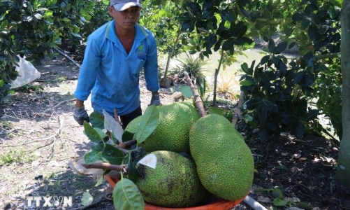 Vietnamese fresh jackfruits allowed to export to China from June 1, 2026
