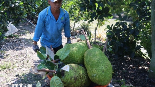 Vietnamese fresh jackfruits allowed to export to China from June 1, 2026