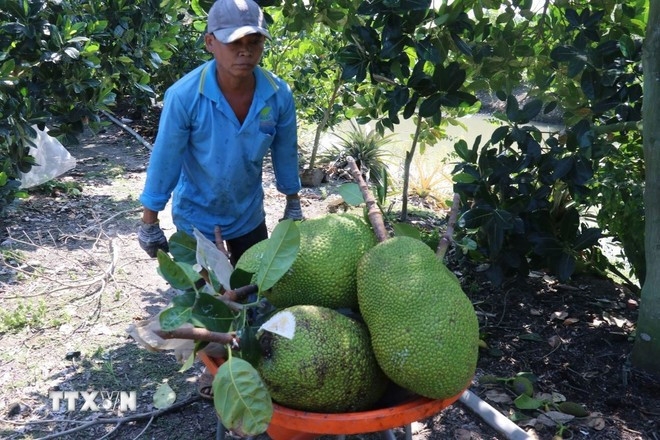 Vietnamese fresh jackfruits allowed to export to China from June 1, 2026
